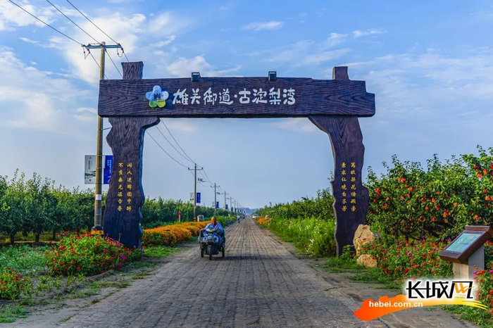 雄县古淀梨湾万亩梨树园。雄县摄影家协会供图