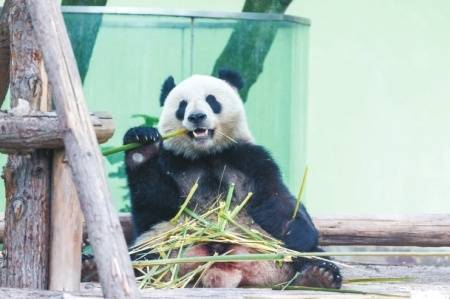 大熊猫“星二”在丹麦