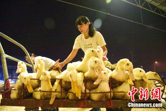 市场里满是忙碌的身影，卖家们快速地抓鸭、装鸭、称斤。王以照 摄