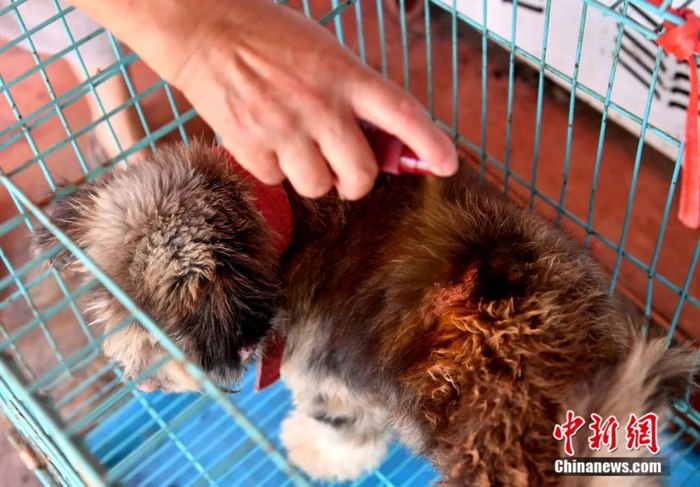 爱心人士为两位老人的犬舍捐赠了很多消毒药品，陈宥霖独自拉上山。中新社记者 吕明 摄