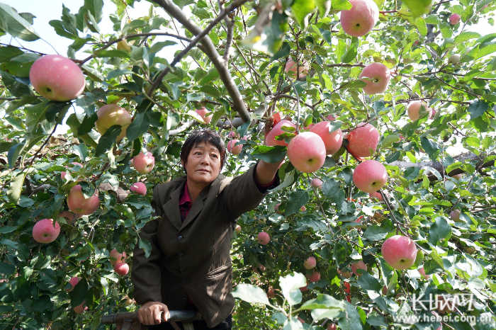 农民在果园里采摘苹果。