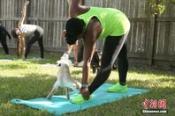  Houston, USA: "Goat Yoga" is popular