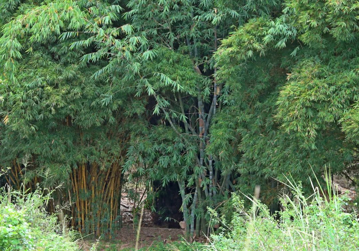 ▲这是位于肯尼亚中部的竹林。新华社记者 冯燚伟 摄