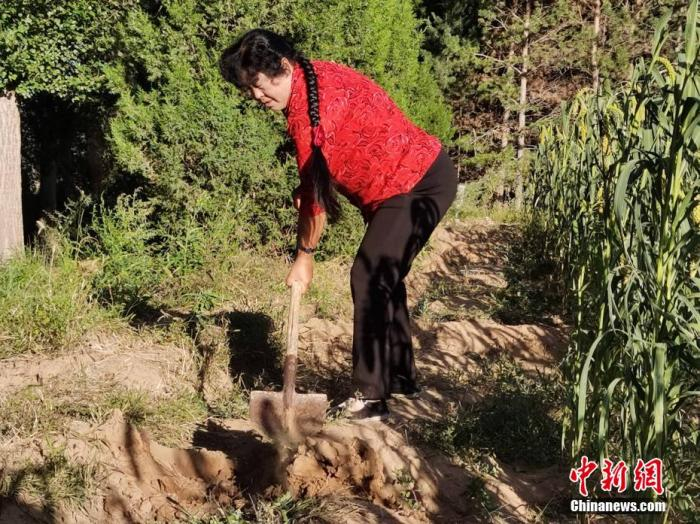 图为殷玉珍正在沙地劳作  党田野摄