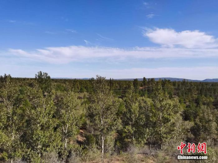 图为殷玉珍在毛乌素沙地里种植的树木  党田野摄