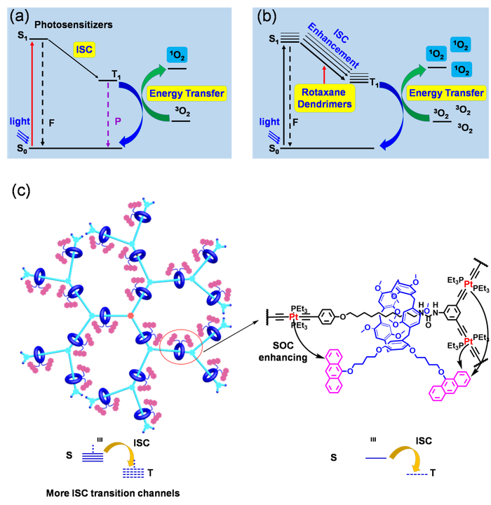 ▲ 图1. （a）常见小分子光敏剂和（b）轮烷树状分子光敏剂光敏化机理示意图（c）光敏化增强的轮烷树状分子设计策略