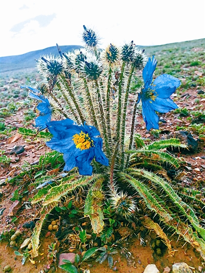 多刺绿绒蒿 宁宇摄