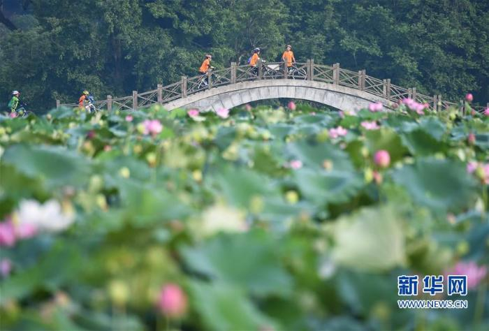 在福建省三明市建宁县均口镇修竹村，骑行爱好者在莲田骑行（2018年7月8日摄）  新华社记者 宋为伟摄