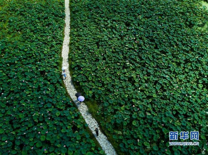 游客在福建省三明市建宁县均口镇修竹村的千亩莲田花海漫步（2018年7月8日摄）  新华社记者 宋为伟摄