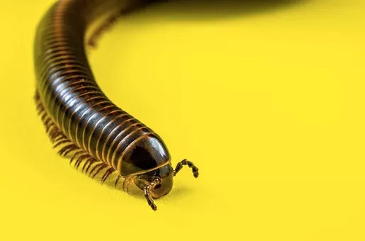 马陆。图片来源：Pixabay