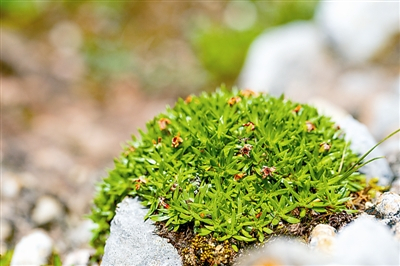 杂多点地梅 顾垒摄