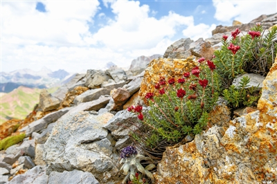 优秀红景天 顾垒摄