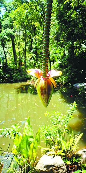 野芭蕉花蕾（光明图片）　于伟慧摄
