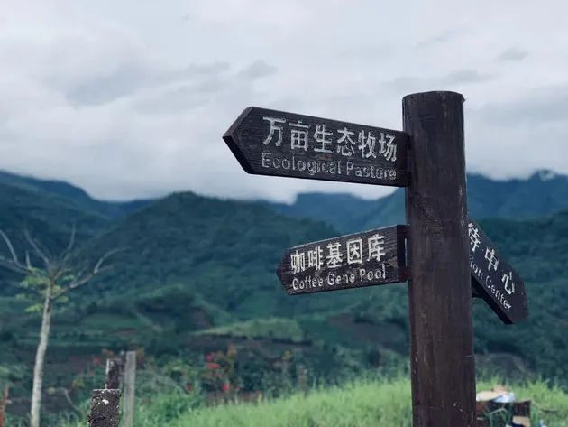 图片来源：云南咖啡交易中心官微