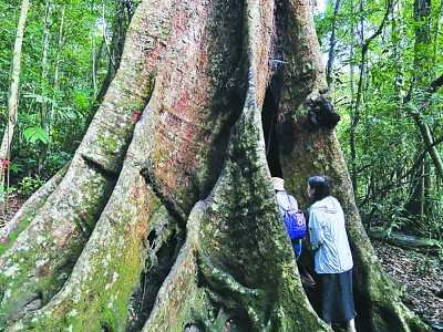 巨大的榕树洞光明图片　记者　陈怡摄