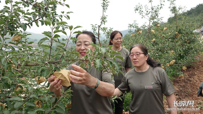 郭素萍（左）正在察看鸡冠山上苹果树的长势。长城网记者 吴新光 摄