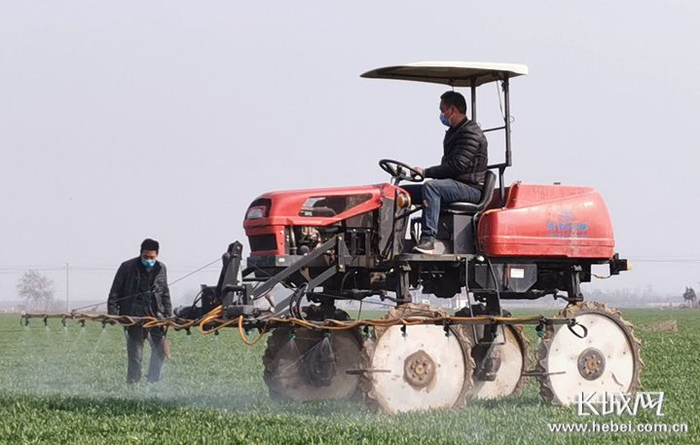 邯郸市永年区刘汉乡刘备村创丰家庭农场农机手利用行走式打药机进行打药作业。赵明 摄