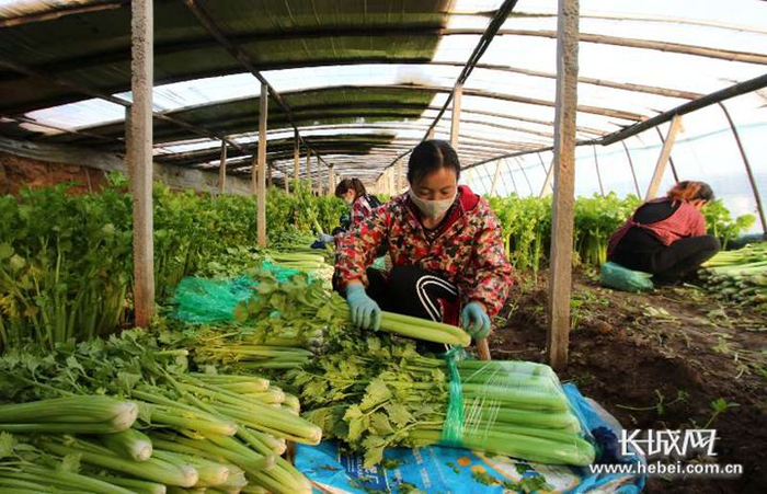 永年区长青无公害专业合作社的农民正在采收蔬菜。胡高雷 摄