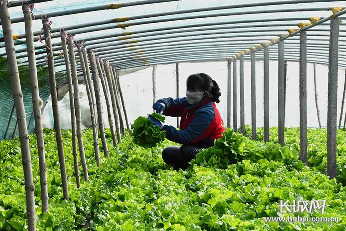 永年区长青无公害专业合作社的农民正在采摘蔬菜。胡高雷 摄