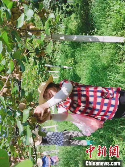 世界粮食计划署在安徽金寨开展的猕猴桃价值链扶贫项目。　世界粮食计划署供图