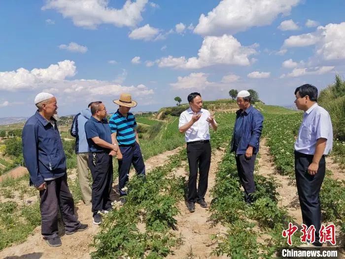 世界粮食计划署在甘肃开展富锌马铃薯小农户试点项目。世界粮食计划署供图