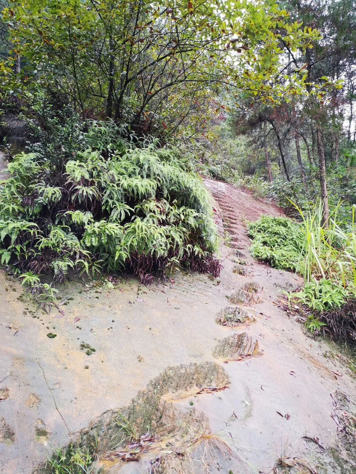 ▲水库上游张姓人家后的陡峭梯子