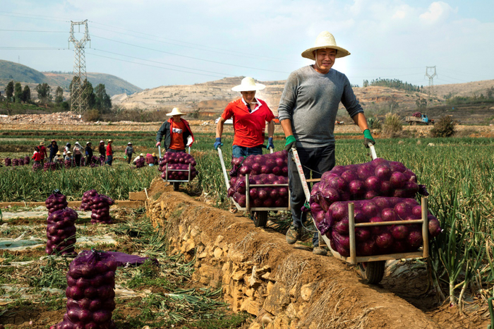 ▲拼多多通过创新的“农地云拼”模式，将消费端分散、不确定的需求，归集成集中、确定的需求，推动产地直发，帮助小农户直连全国大市场，有效破解了农业“小散弱”难题。（穆功 摄）