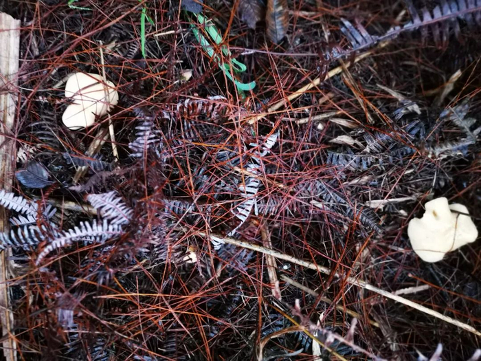 ▲蛮王寨上的蘑菇