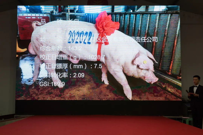▲现场展示的“猪王”资料片（刘博文 摄）