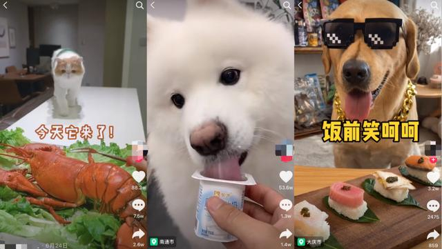 某平台的萌宠吃播截图