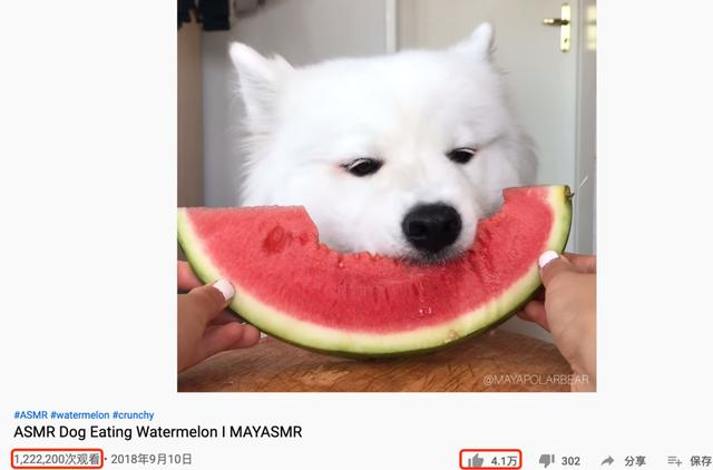 萨摩耶Maya吃西瓜的视频来源 / YouTube