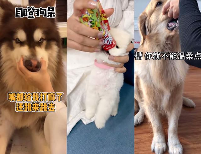宠物被逼吃跳跳糖