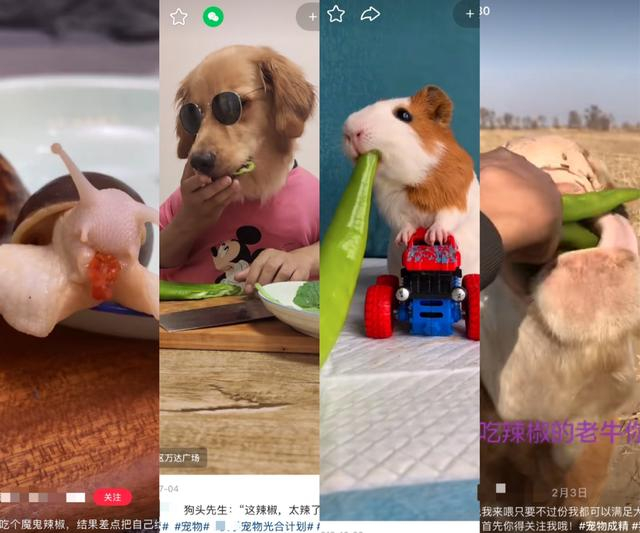 各个平台上都有喂宠物吃辣椒的视频