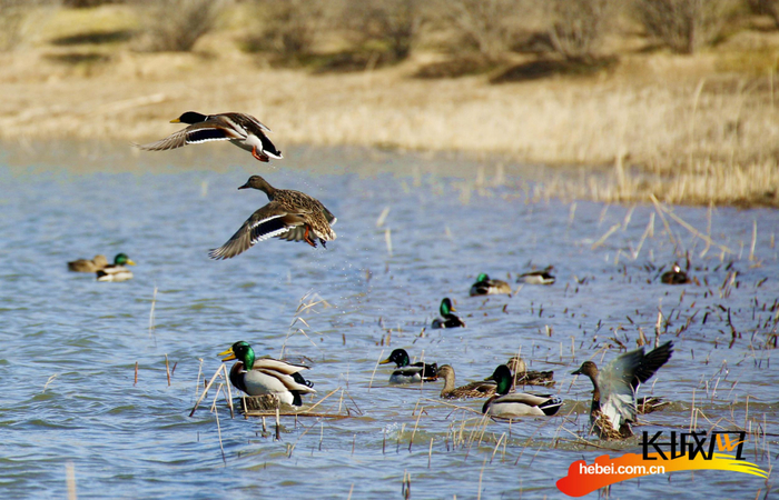 成群结队的绿头野鸭在阜城湖中嬉戏。张胜荣 摄