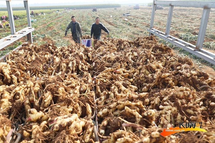 丰润区杨官林村农民将收获的生姜装车。朱大勇 摄