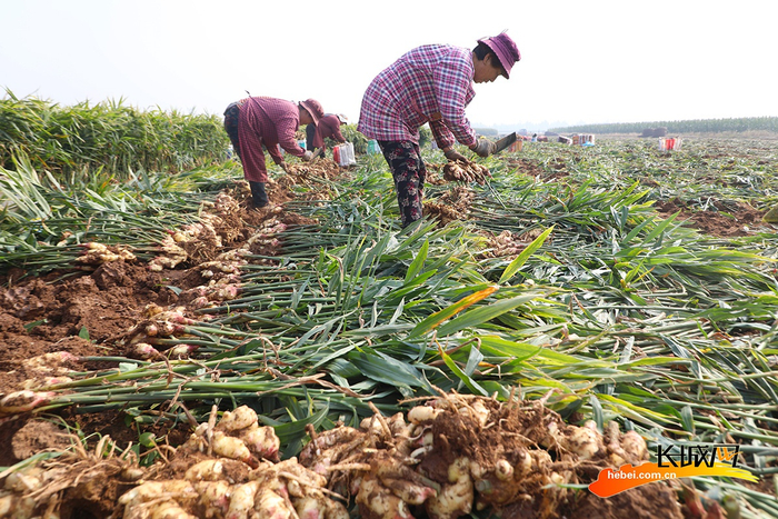 丰润区杨官林村农民在收获生姜。朱大勇 摄