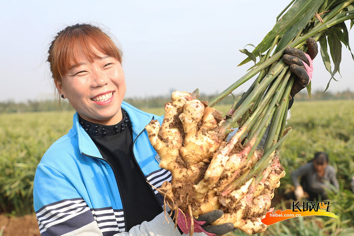 丰润区杨官林村农民在展示收获的生姜。朱大勇 摄