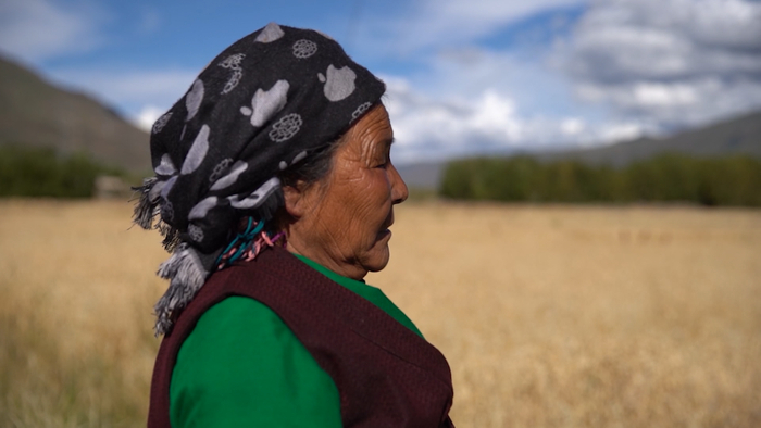 ▲东布岗村村民藏族老人佳次仁旺姆眺望麦田
