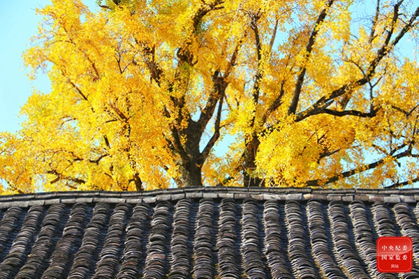 满地翻黄银杏叶，忽惊天地告成功。（浙江省仙居县纪委监委供 朱丹萍 摄）