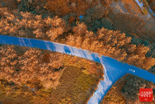 红叶黄花秋意晚，千里念行客。（江苏省射阳县纪委监委供 徐红敏 摄）