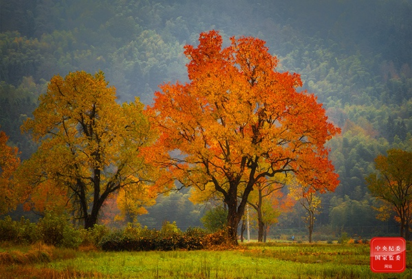 山明水净夜来霜，数树深红出浅黄。（杭州市桐庐县纪委监委供 邹鸿 摄）
