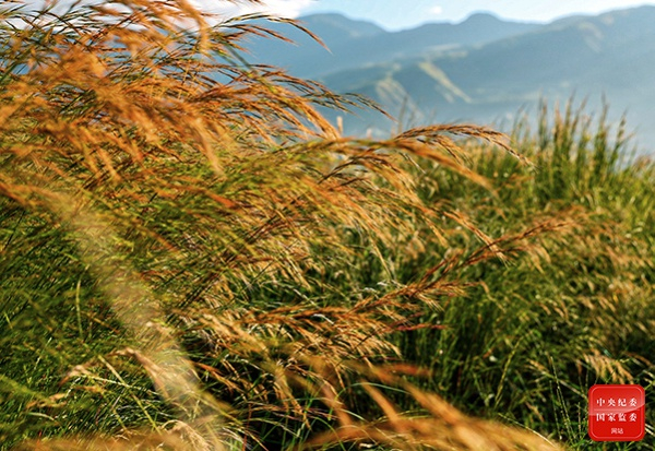 秋风起兮木叶飞，吴江水兮鲈正肥（云南省昆明市五华区纪委监委供 王廷彪 摄）