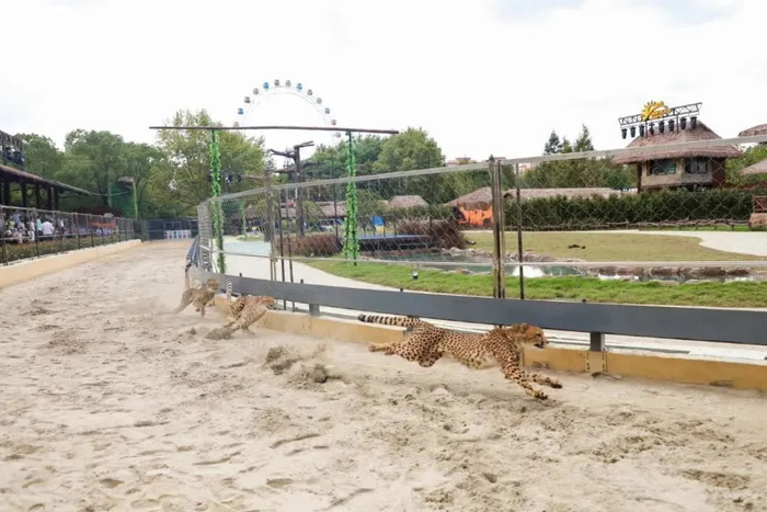  在上海野生动物园，游客可以观看赛道中豹子的“竞速比赛”。图/上海野生动物园官网