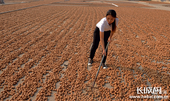 村民将去了皮的核桃进行晾晒。长城网记者 刘俐验 摄