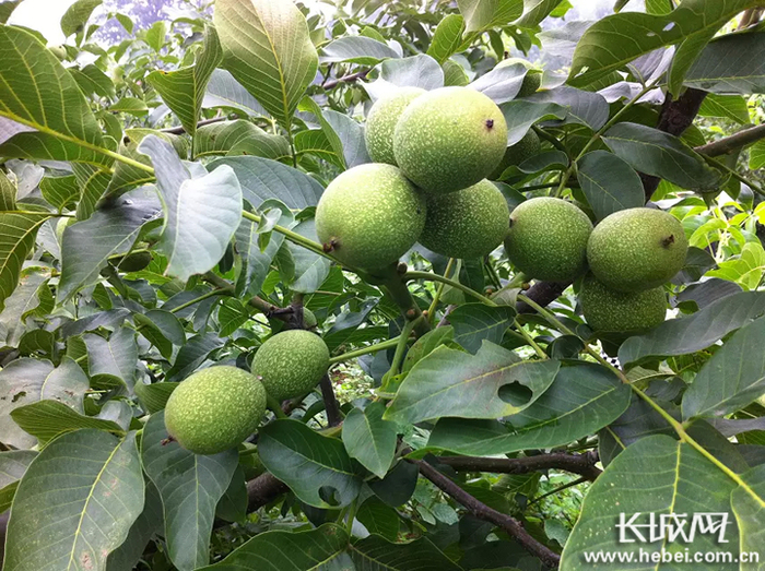 树上的青皮核桃挂满枝头。长城网记者 刘俐验 摄