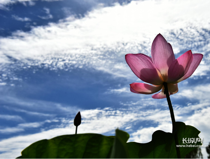 《朝气蓬勃》拍摄于雄安新区白洋淀。雄安新区刘向阳 摄