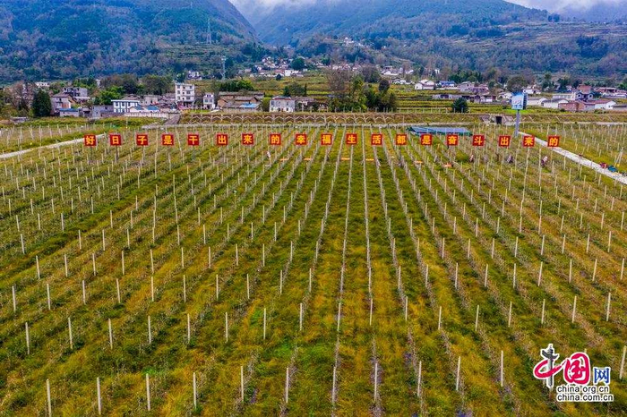 如今，园区中结出的苹果仿佛是让越来越多凉山州村民过上了好日子的“脱贫果”。未来，这些美味的苹果将会是让这里的村民走上富裕道路的“幸福果”。中国网记者 郑亮摄