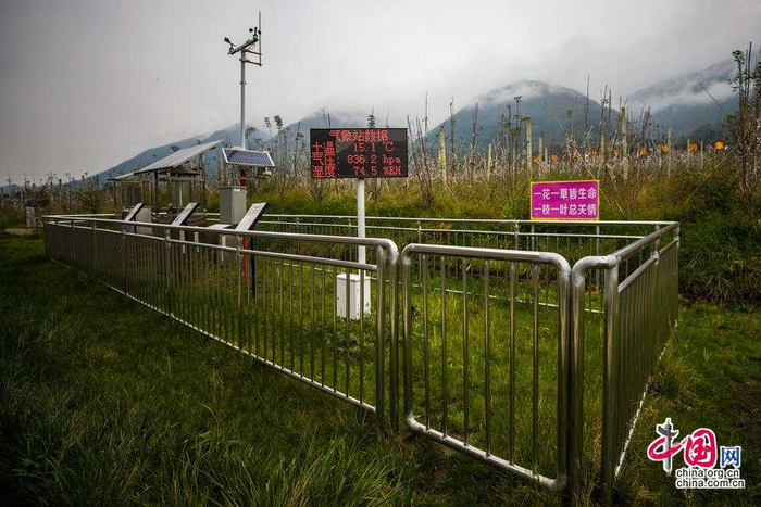 遍布园区角落的摄像头和传感器定时收集气压、虫情、水肥情况等数据，通过平台大数据中心，及时研判、管理苹果生长。中国网记者 郑亮摄