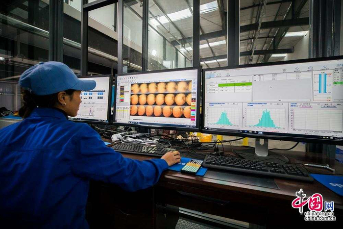 园区技术人员在电脑前可以全面了解自动化线上进行分拣的苹果情况。中国网记者 郑亮摄