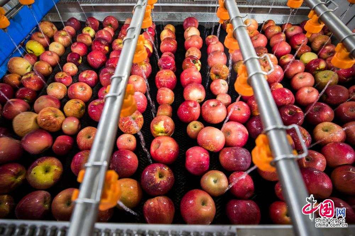 全自动化分拣线可实现苹果的自动清洗、干燥、分拣等工作，除去将苹果放入分拣线及最后的整理装箱工序外，其它环节几乎都不需要人工参与，实现自动化。中国网记者郑亮摄